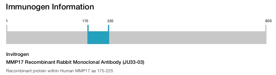 MMP17 Recombinant Rabbit Monoclonal Antibody (JU33-03)