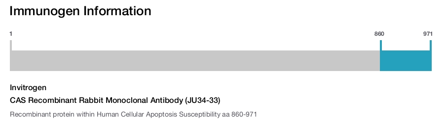 CAS Recombinant Rabbit Monoclonal Antibody (JU34-33)