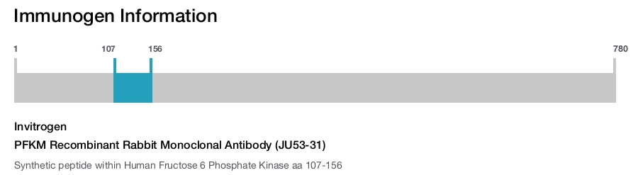 PFKM Recombinant Rabbit Monoclonal Antibody (JU53-31)