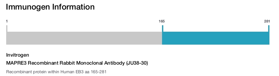 MAPRE3 Recombinant Rabbit Monoclonal Antibody (JU38-30)
