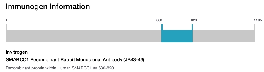 SMARCC1 Recombinant Rabbit Monoclonal Antibody (JB43-43)