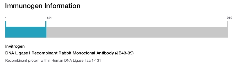 DNA Ligase I Recombinant Rabbit Monoclonal Antibody (JB43-39)