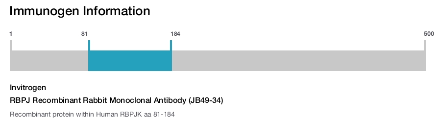 RBPJ Recombinant Rabbit Monoclonal Antibody (JB49-34)