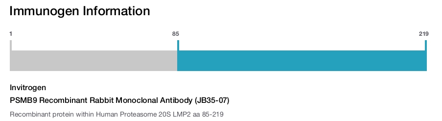PSMB9 Recombinant Rabbit Monoclonal Antibody (JB35-07)