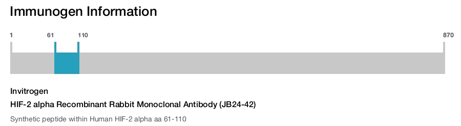 HIF-2 alpha Recombinant Rabbit Monoclonal Antibody (JB24-42)