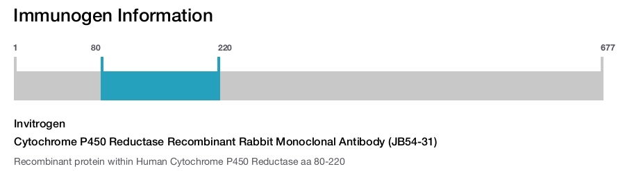 Cytochrome P450 Reductase Recombinant Rabbit Monoclonal Antibody (JB54-31)