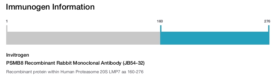 PSMB8 Recombinant Rabbit Monoclonal Antibody (JB54-32)