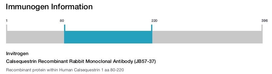 Calsequestrin Recombinant Rabbit Monoclonal Antibody (JB57-37)