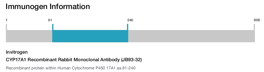 CYP17A1 Recombinant Rabbit Monoclonal Antibody (JB93-32)