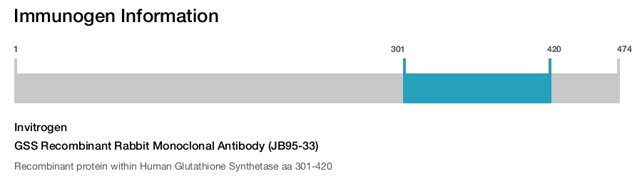 GSS Recombinant Rabbit Monoclonal Antibody (JB95-33)