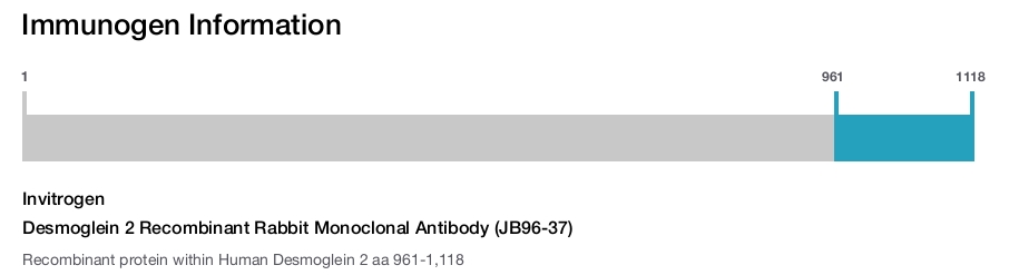 Desmoglein 2 Recombinant Rabbit Monoclonal Antibody (JB96-37)