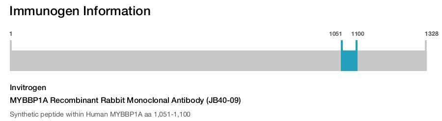 MYBBP1A Recombinant Rabbit Monoclonal Antibody (JB40-09)