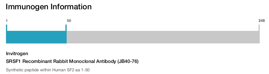 SRSF1 Recombinant Rabbit Monoclonal Antibody (JB40-76)