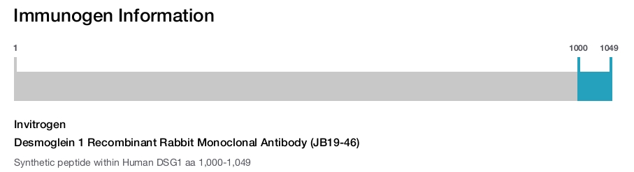 Desmoglein 1 Recombinant Rabbit Monoclonal Antibody (JB19-46)