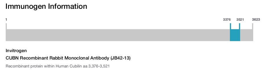 CUBN Recombinant Rabbit Monoclonal Antibody (JB42-13)