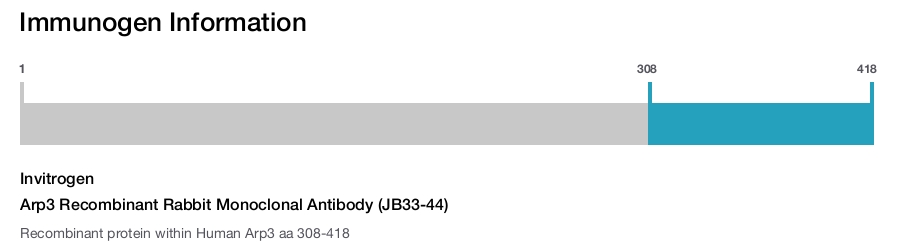 Arp3 Recombinant Rabbit Monoclonal Antibody (JB33-44)