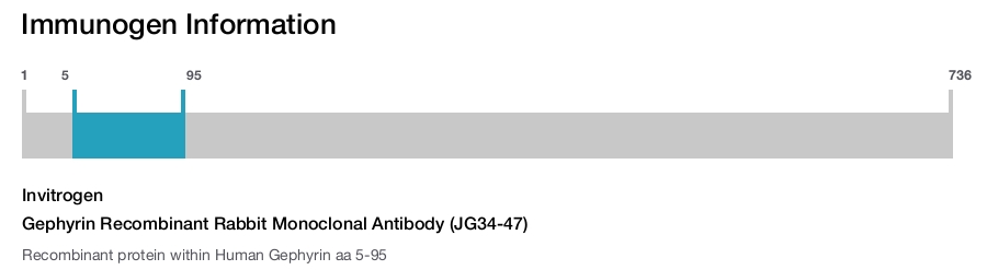 Gephyrin Recombinant Rabbit Monoclonal Antibody (JG34-47)