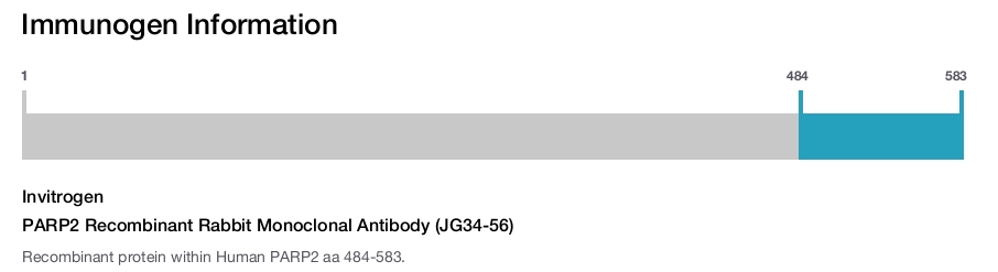 PARP2 Recombinant Rabbit Monoclonal Antibody (JG34-56)