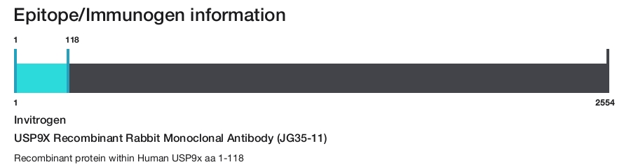 USP9X Recombinant Rabbit Monoclonal Antibody (JG35-11)
