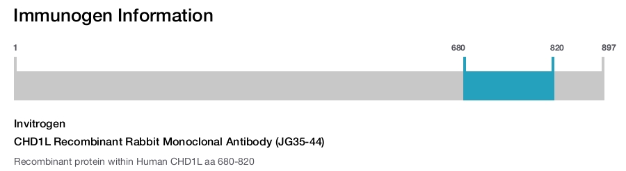 CHD1L Recombinant Rabbit Monoclonal Antibody (JG35-44)