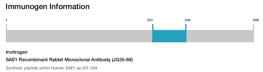 SAE1 Recombinant Rabbit Monoclonal Antibody (JG35-88)