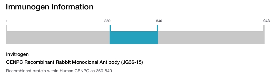 CENPC Recombinant Rabbit Monoclonal Antibody (JG36-15)