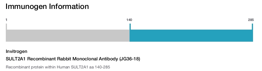 SULT2A1 Recombinant Rabbit Monoclonal Antibody (JG36-18)