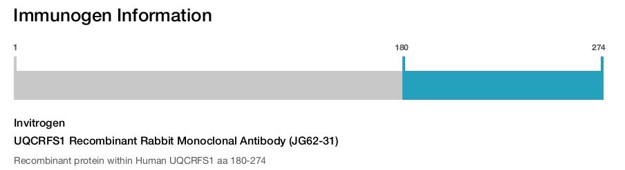 UQCRFS1 Recombinant Rabbit Monoclonal Antibody (JG62-31)
