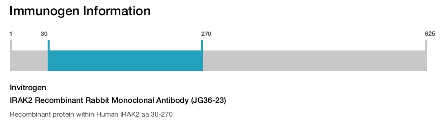 IRAK2 Recombinant Rabbit Monoclonal Antibody (JG36-23)