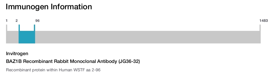 BAZ1B Recombinant Rabbit Monoclonal Antibody (JG36-32)