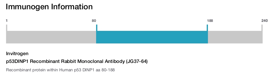 p53DINP1 Recombinant Rabbit Monoclonal Antibody (JG37-64)