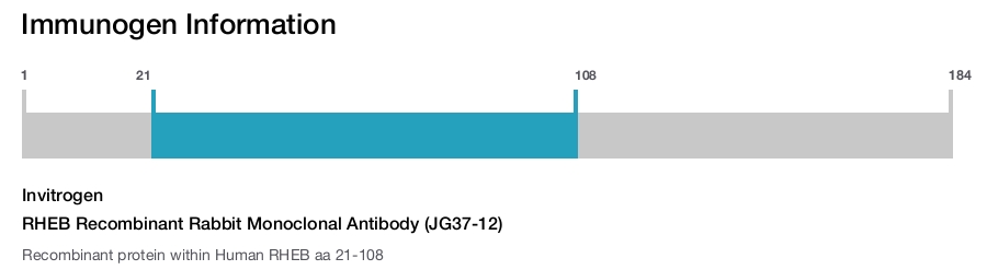RHEB Recombinant Rabbit Monoclonal Antibody (JG37-12)