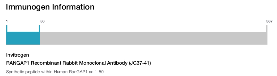 RANGAP1 Recombinant Rabbit Monoclonal Antibody (JG37-41)