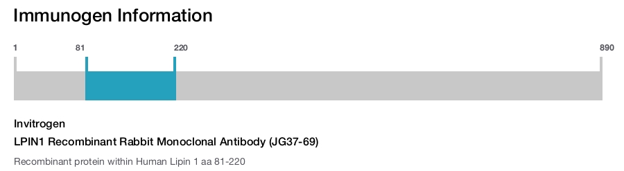 LPIN1 Recombinant Rabbit Monoclonal Antibody (JG37-69)