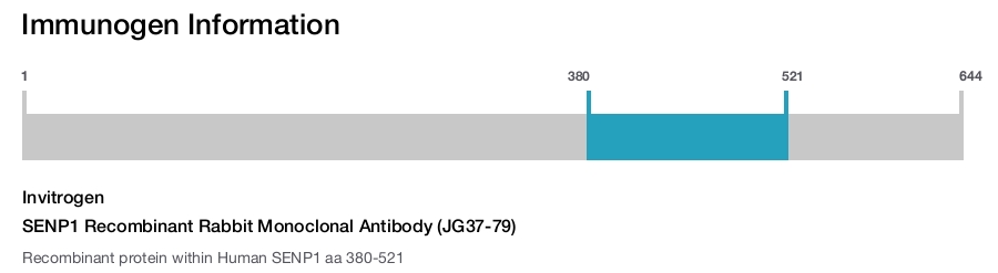 SENP1 Recombinant Rabbit Monoclonal Antibody (JG37-79)