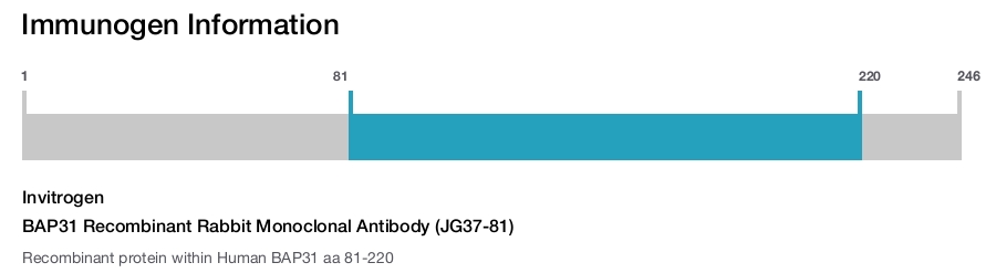 BAP31 Recombinant Rabbit Monoclonal Antibody (JG37-81)