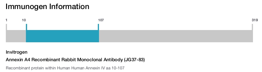 Annexin A4 Recombinant Rabbit Monoclonal Antibody (JG37-83)