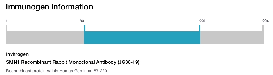 SMN1 Recombinant Rabbit Monoclonal Antibody (JG38-19)