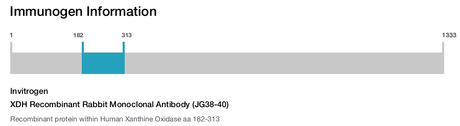XDH Recombinant Rabbit Monoclonal Antibody (JG38-40)