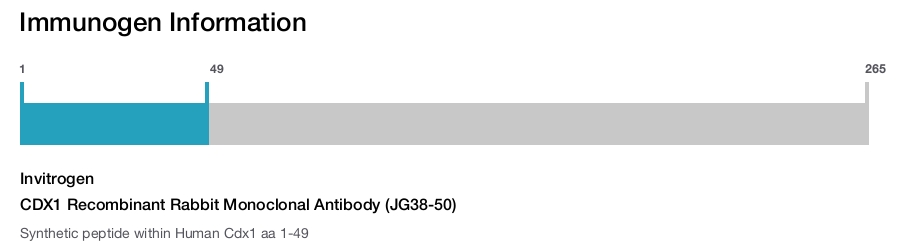 CDX1 Recombinant Rabbit Monoclonal Antibody (JG38-50)