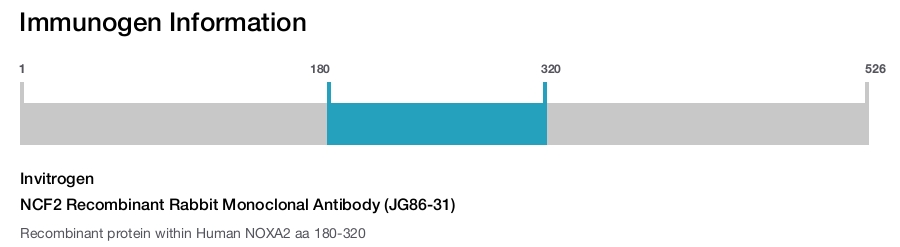 NCF2 Recombinant Rabbit Monoclonal Antibody (JG86-31)
