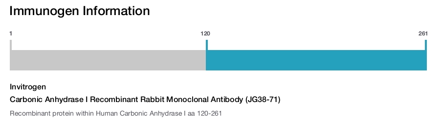 Carbonic Anhydrase I Recombinant Rabbit Monoclonal Antibody (JG38-71)