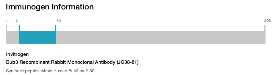 Bub3 Recombinant Rabbit Monoclonal Antibody (JG38-81)