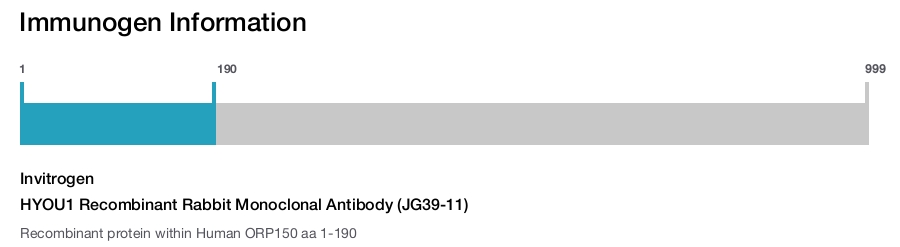 HYOU1 Recombinant Rabbit Monoclonal Antibody (JG39-11)