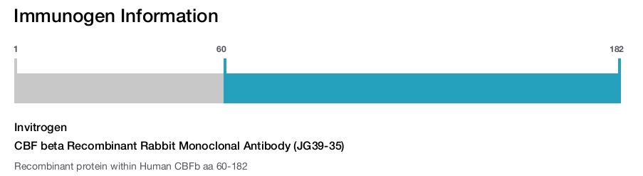 CBF beta Recombinant Rabbit Monoclonal Antibody (JG39-35)