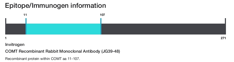 COMT Recombinant Rabbit Monoclonal Antibody (JG39-48)