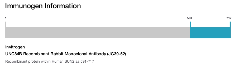 UNC84B Recombinant Rabbit Monoclonal Antibody (JG39-52)
