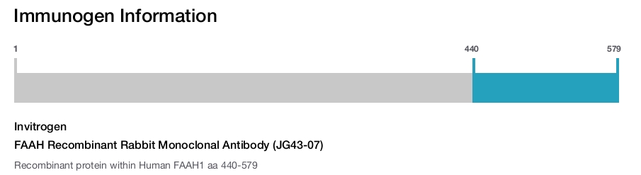 FAAH Recombinant Rabbit Monoclonal Antibody (JG43-07)