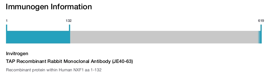 TAP Recombinant Rabbit Monoclonal Antibody (JE40-63)
