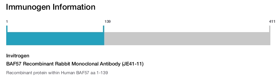 BAF57 Recombinant Rabbit Monoclonal Antibody (JE41-11)
